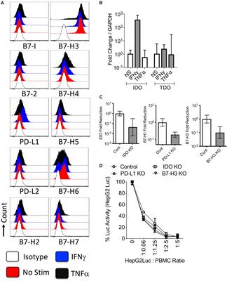 Hepatocellular Carcinoma Cells Are Protected From Immunolysis by Mesenchymal Stromal Cells Through Indoleamine 2,3 Dioxygenase